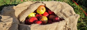 Apfelernte auf den Streuobstwiesen in Ensheim